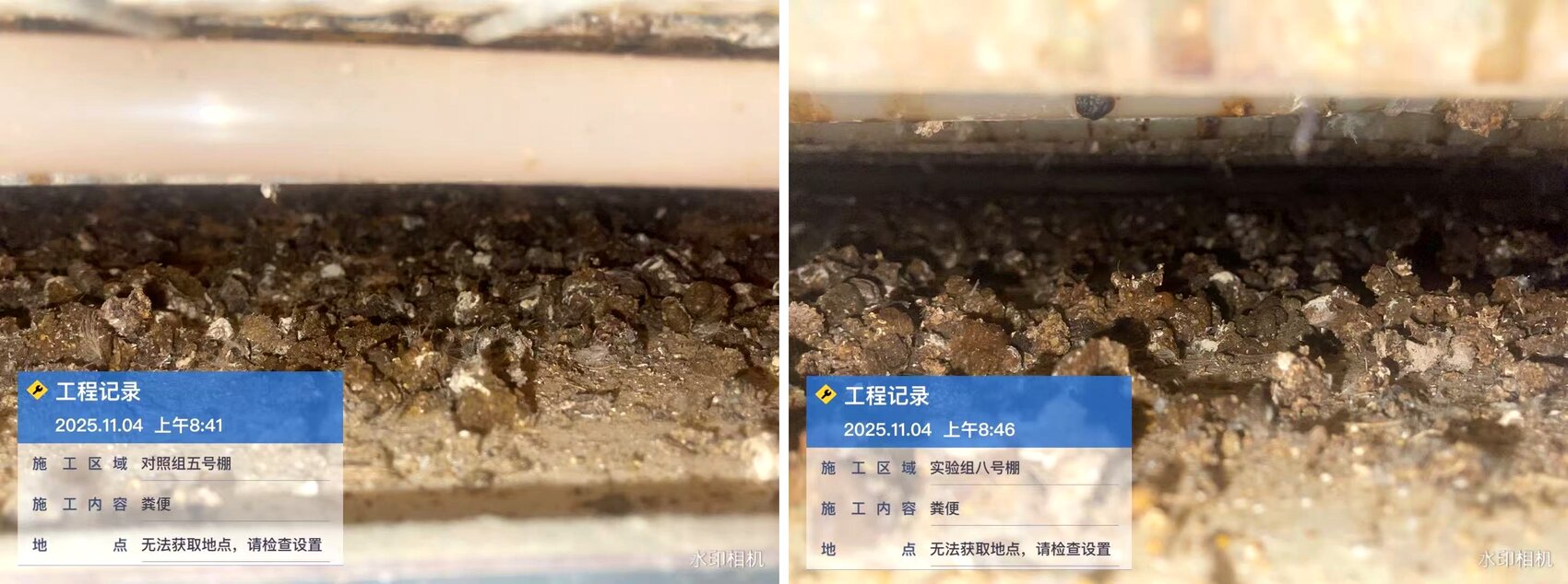 肉鸡粪便日常表现对照实拍：左为对照组含水量高，右为实验组成型度佳
