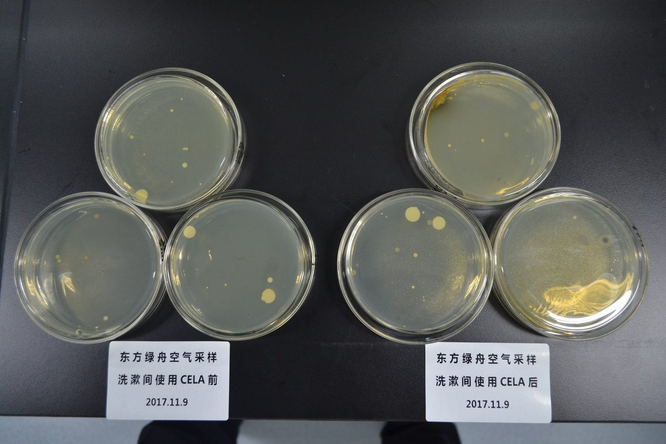 洗漱间空气采样培养皿对照，使用CELA后菌落数量显著下降