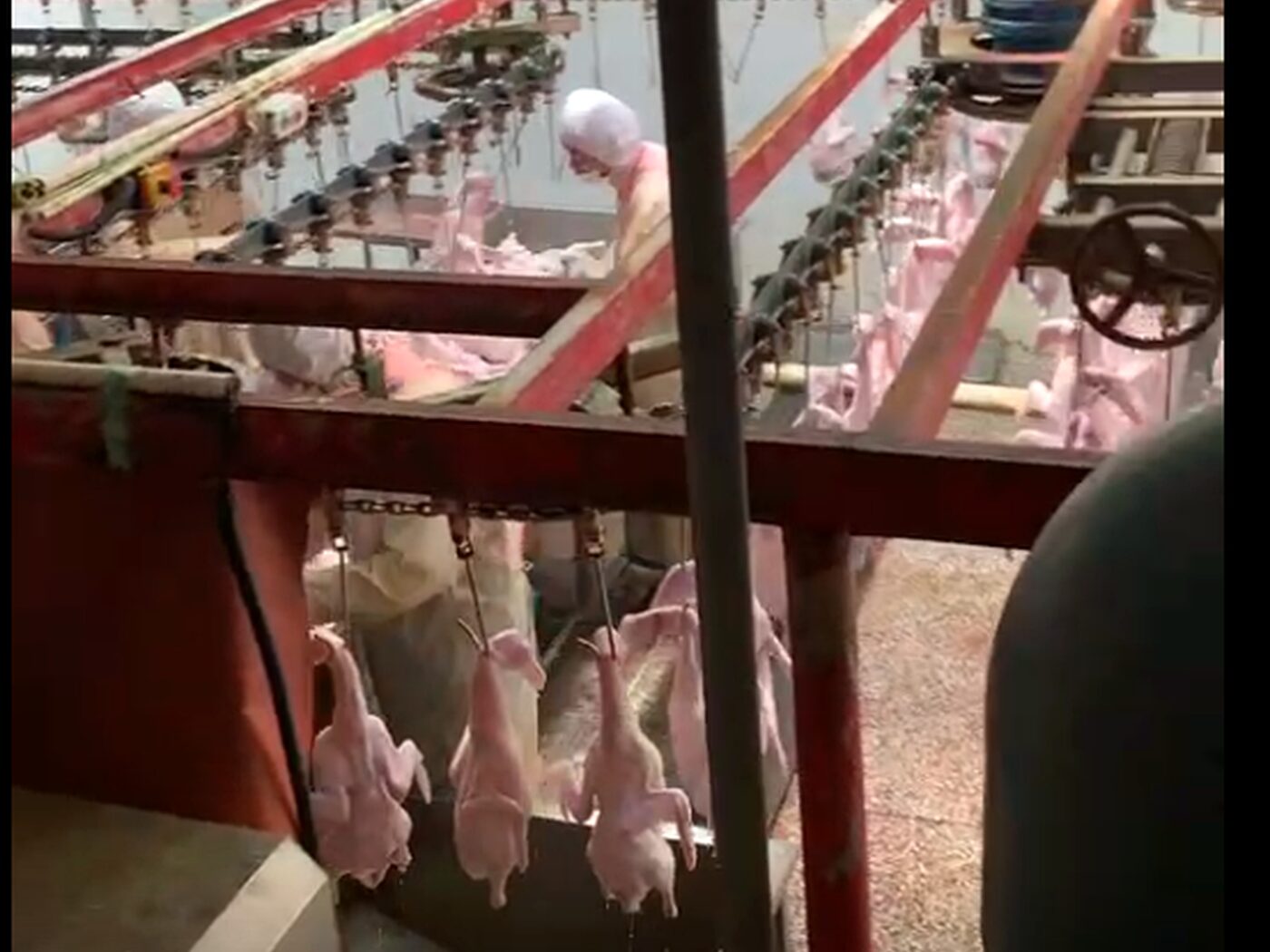 肉鸭屠宰输送线消毒作业，白条鸭挂于输送链上通过消毒环节