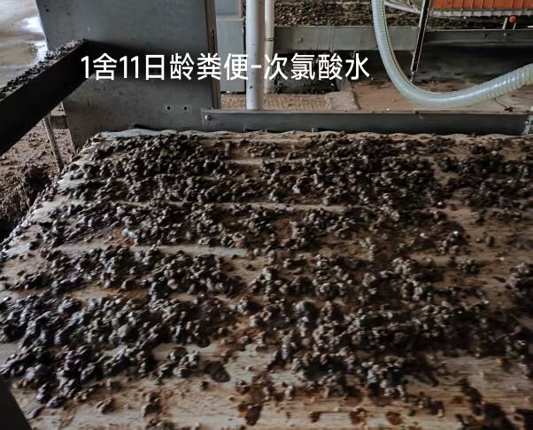 实验组11日龄粪便实拍，成型度佳、含水量低