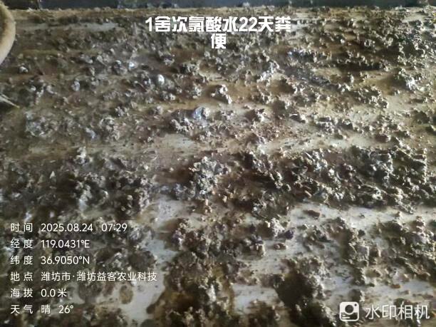 实验组22日龄粪便实拍，全周期表现干爽