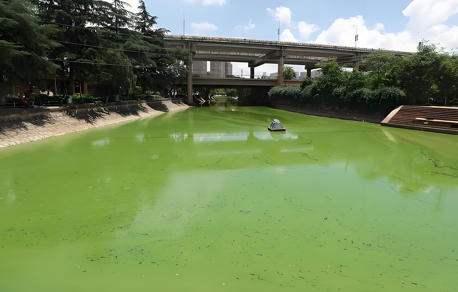 鳗鱼养殖塘藻类过度繁殖,水面呈浓绿色、水色异常