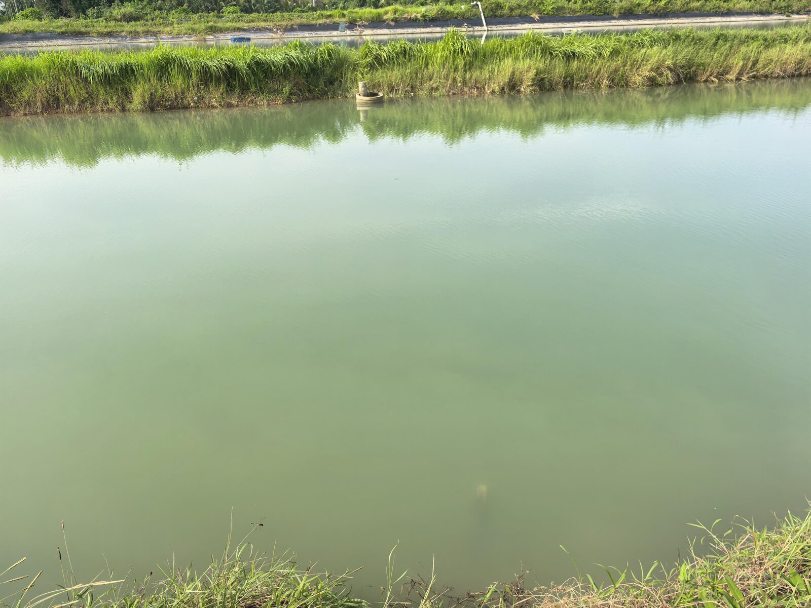 南方某鳗鱼养殖基地土塘实景,实施水灵护康液方案后水色稳定、水面清爽