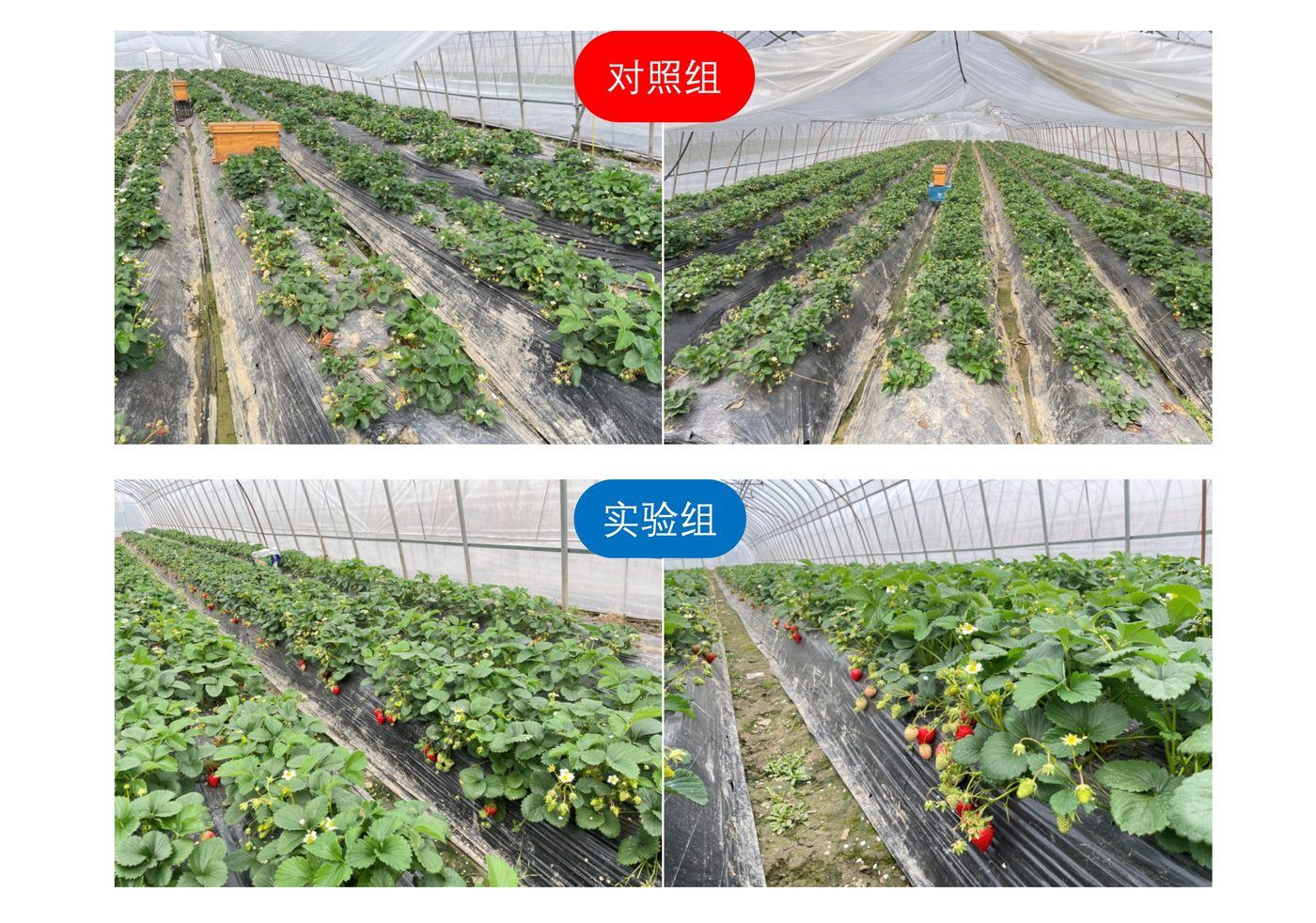 建德草莓小镇实验组与对照组果实品质与产量对比实拍