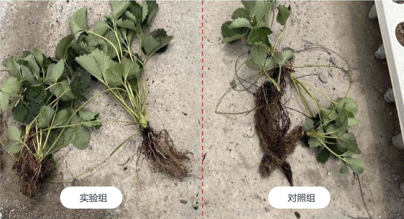 根系发育实拍对比:实验组新生根系呈洁白色毛细根密集,对照组根系稀疏发褐
