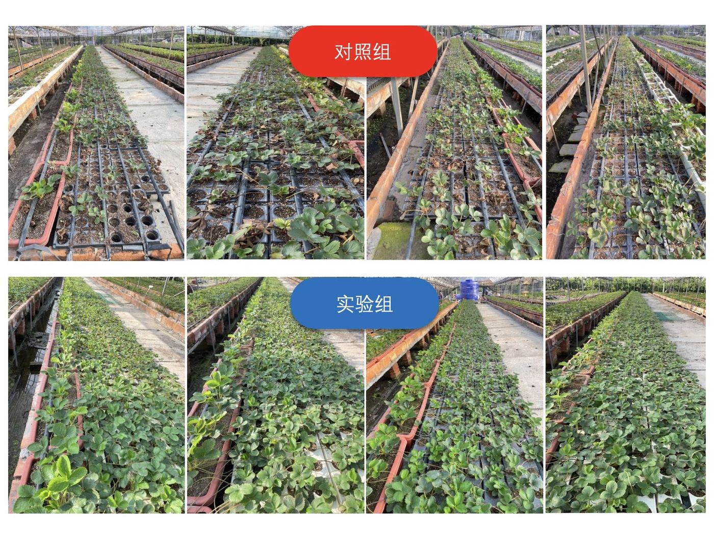 建德草莓小镇实验组与对照组母苗子苗穴盘发苗量对比实拍