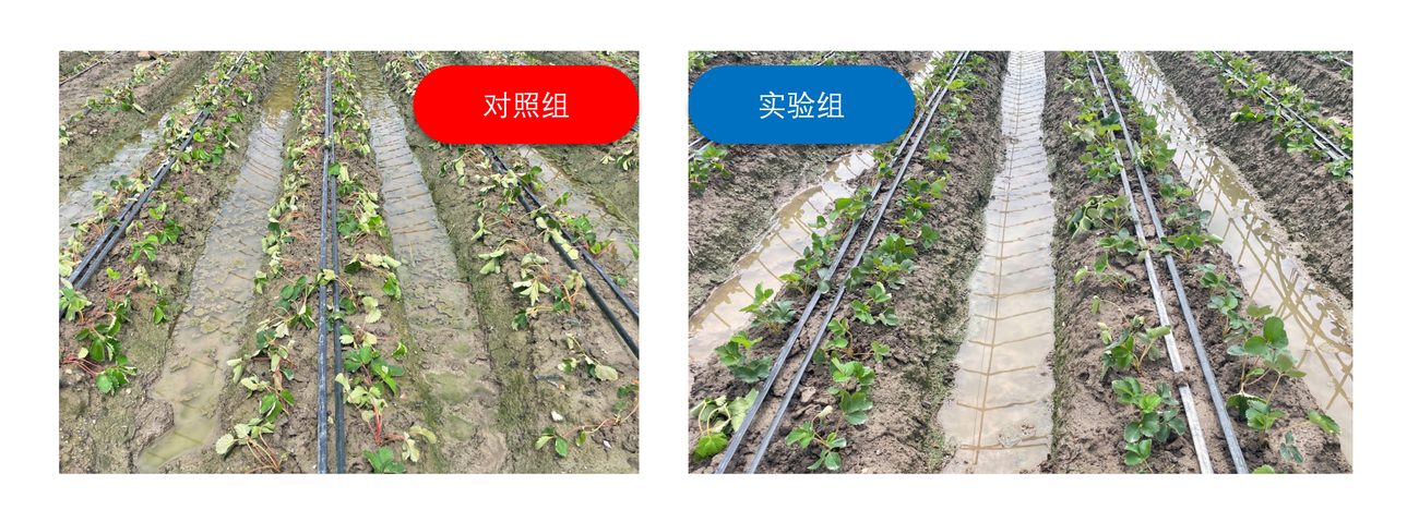 定苗后第二天对照与实验棚对比:实验组无枯萎现象,对照组植株明显萎蔫