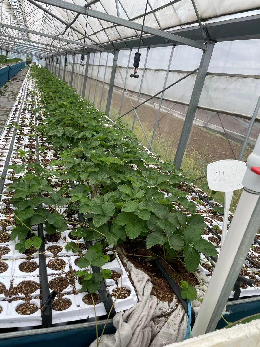 JLLF 对照组 2024年6月20日苗床长势，植株明显稀疏