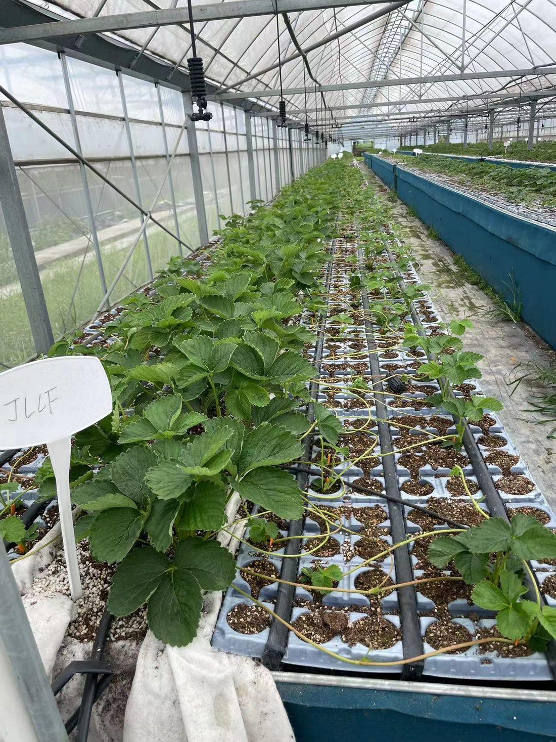 JLLF 实验组 2024年6月20日苗床长势，植株整齐、叶片舒展