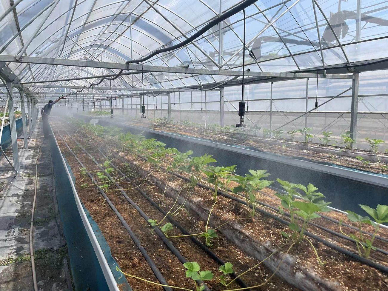 江苏省农科院溧水基地大棚内对草莓苗床喷淋消毒作业，喷雾覆盖整条苗床