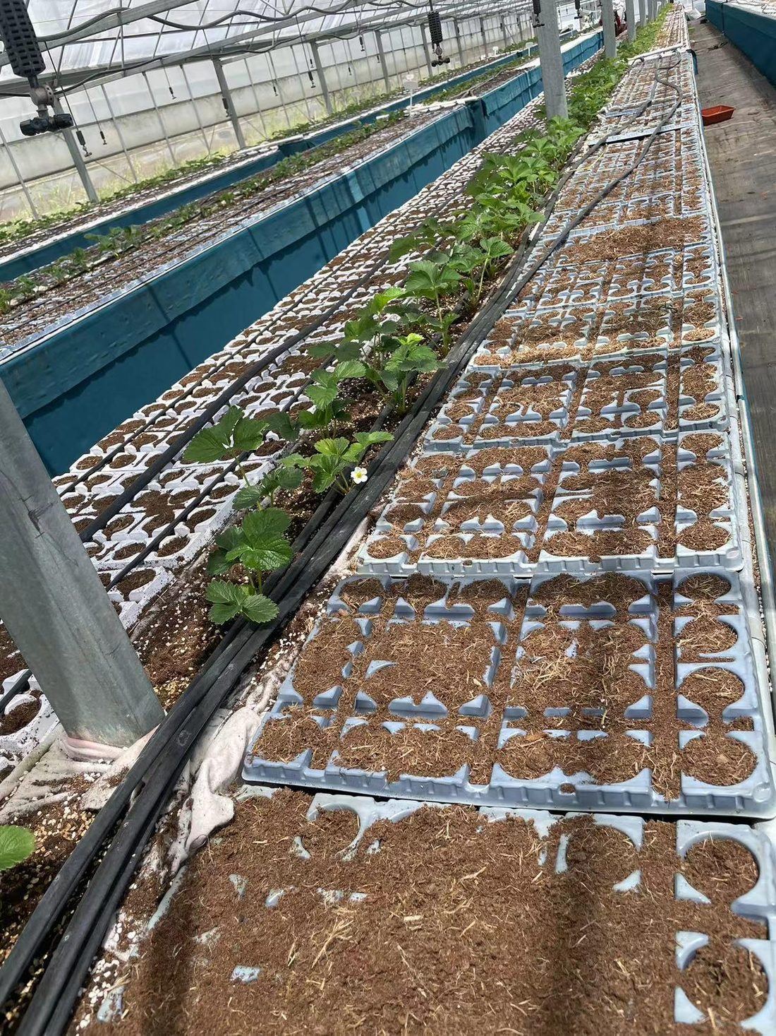 草莓子苗上穴盘作业，穴盘整齐排布于苗床槽内