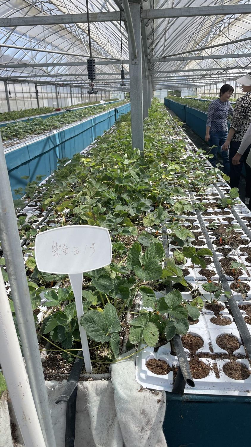 紫金玉1号实验组 2024年7月30日苗床实拍，植株生长正常