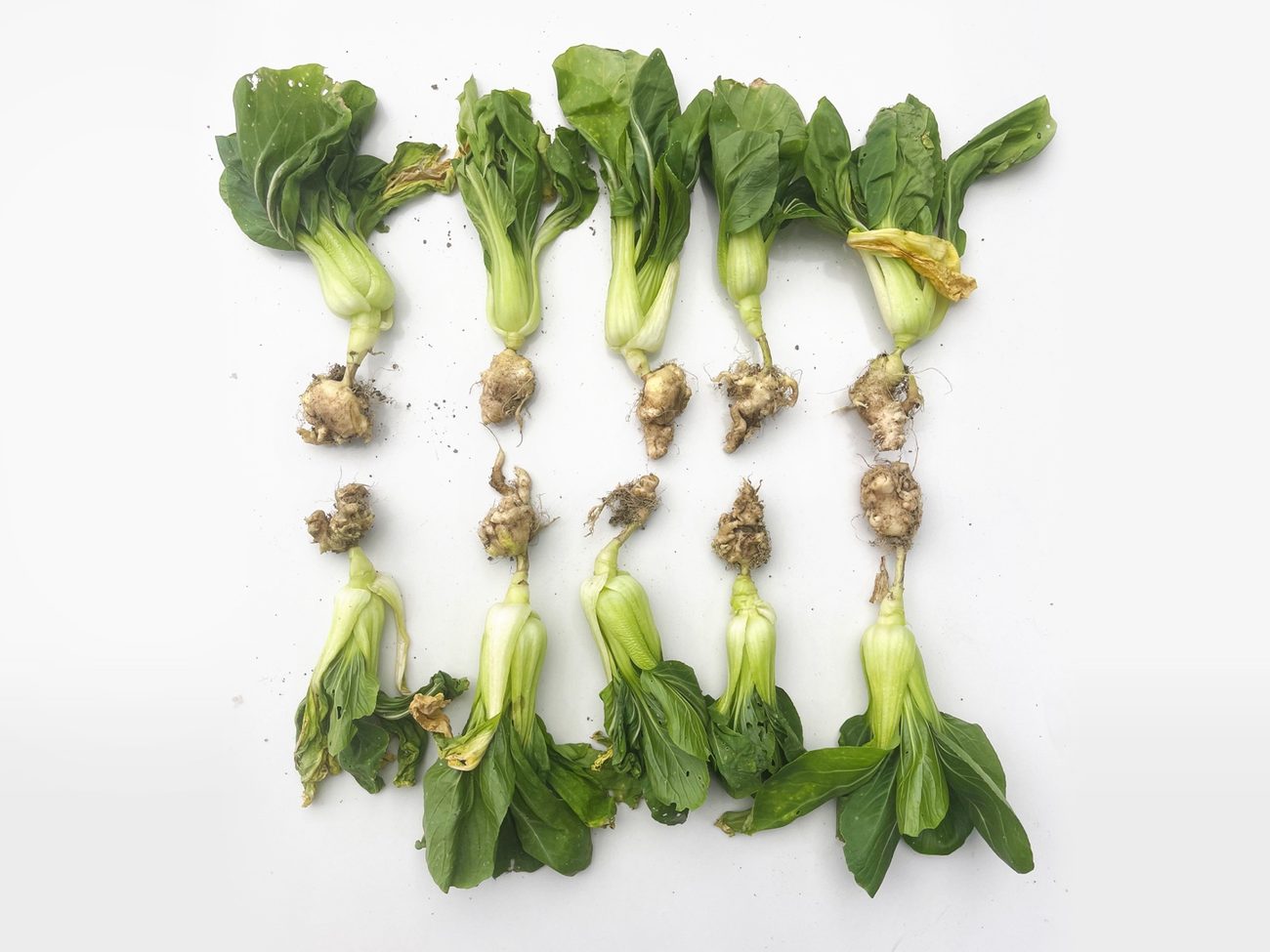 松丰基地对照棚青梗菜根部根肿病严重,根系形成明显肿瘤状膨大