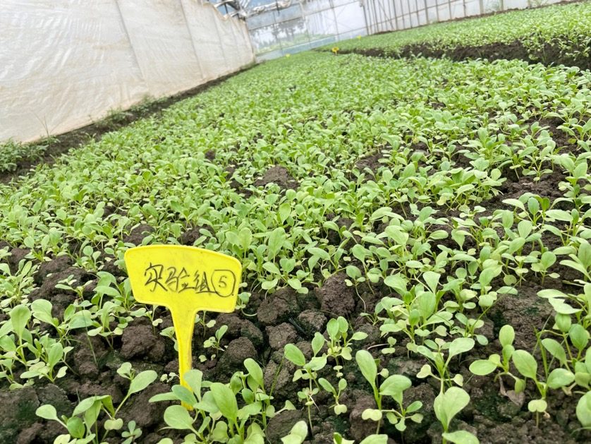 松丰基地实验组青梗菜苗床长势实拍,插有实验组标牌,植株整齐茂密