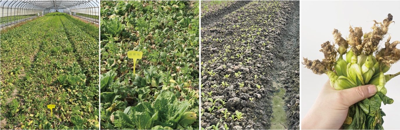 松丰基地对照棚青梗菜整棚长势四联实拍,植株稀疏、部分抽薹