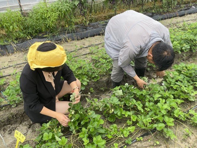 两名考苗人员在苗床间逐株测量草莓植株长势指标