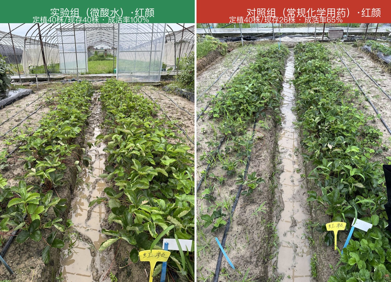 实验组与对照组大棚全景并排对比,左为实验组微酸水、右为对照组常规方案