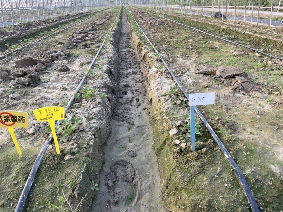 2024年3月大棚内微酸水土壤漫灌消毒作业现场,垄沟已灌透